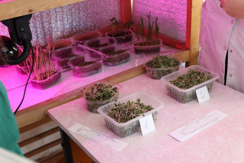 Мал да удал! Студенты ЮУрГАУ проводят эксперименты в актуальном направлении растениеводства: выращивание микрозелени