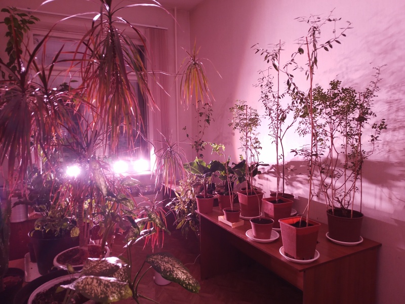 В лаборатории ЮУрГАУ выращивают тропические растения
