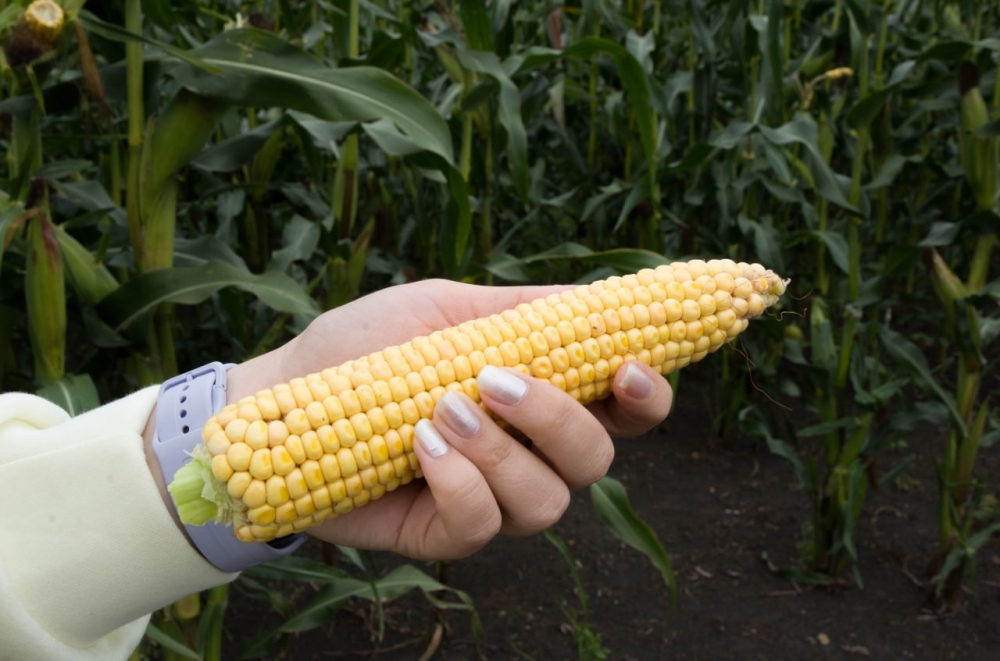 День опытного поля кукурузы в Южно-Уральском ГАУ