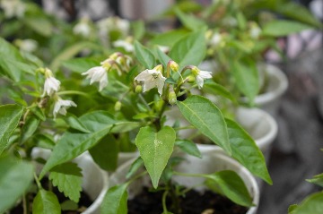 усадьба-2024 (18).jpg