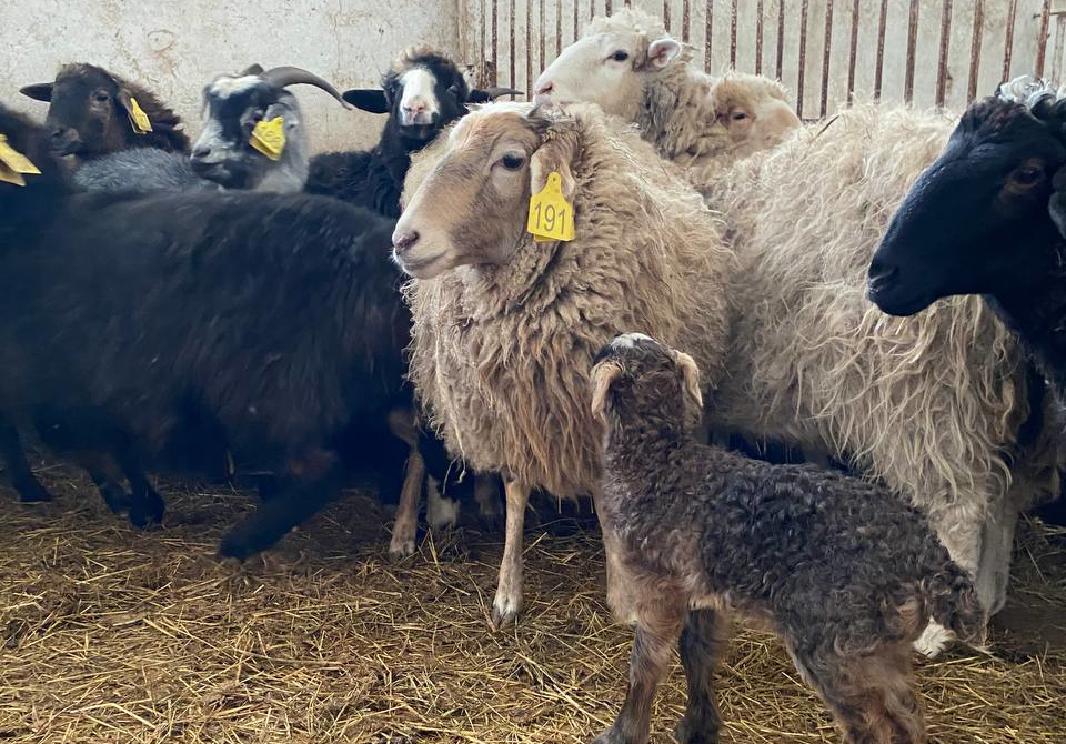 СНК  кафедры Инфекционных болезней и ветеринарно-санитарной экспертизы продолжает исследования по диагностике и лечению животных с поражениями кожи различной этиологии