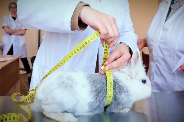 В Южно-Уральском ГАУ большое количество бюджетных мест по всем направлениям