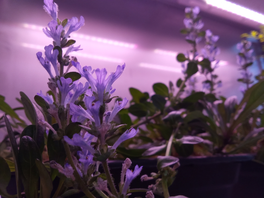 Лаборатория урбанизированного растениеводства ЮУрГАУ вырастила уникальные цветы к Международному женскому дню